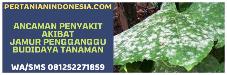 ancaman,jamur,pengganggu,budidaya,tanaman